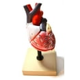 thumbnail image 1 of Eisco Labs Life Size Human Heart Model on Base; 2 Parts, 1 of 3