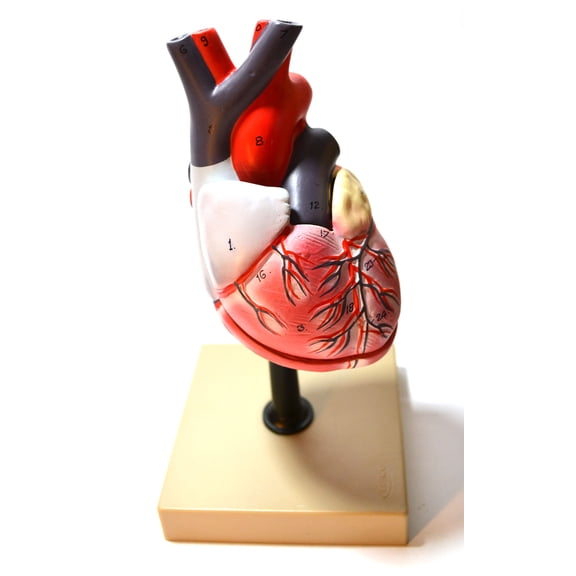 Eisco Labs Life Size Human Heart Model on Base; 2 Parts