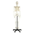 thumbnail image 1 of Eisco Labs Life Sized Human Skeleton Model (62" Height), Articulated Joints, Pelvic Mounted with Wheeled Base, 1 of 1