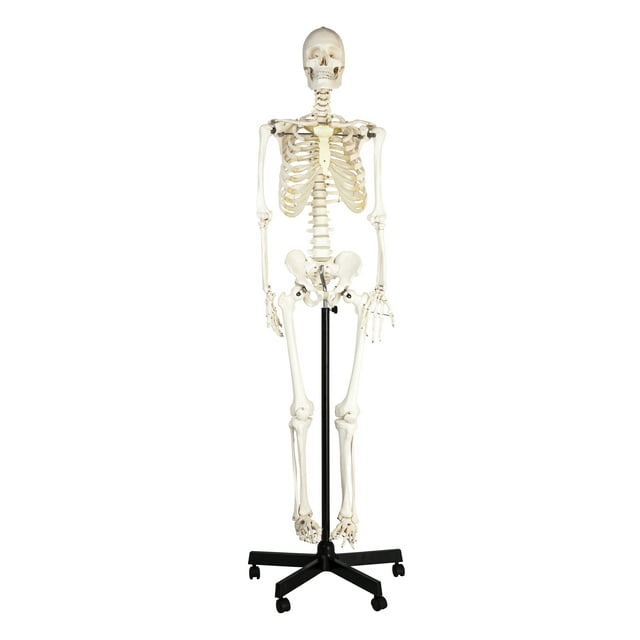 Eisco Labs Life Sized Human Skeleton Model (62" Height), Articulated Joints, Pelvic Mounted with Wheeled Base
