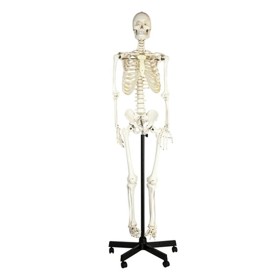 Eisco Labs Life Sized Human Skeleton Model (62" Height), Articulated Joints, Pelvic Mounted with Wheeled Base