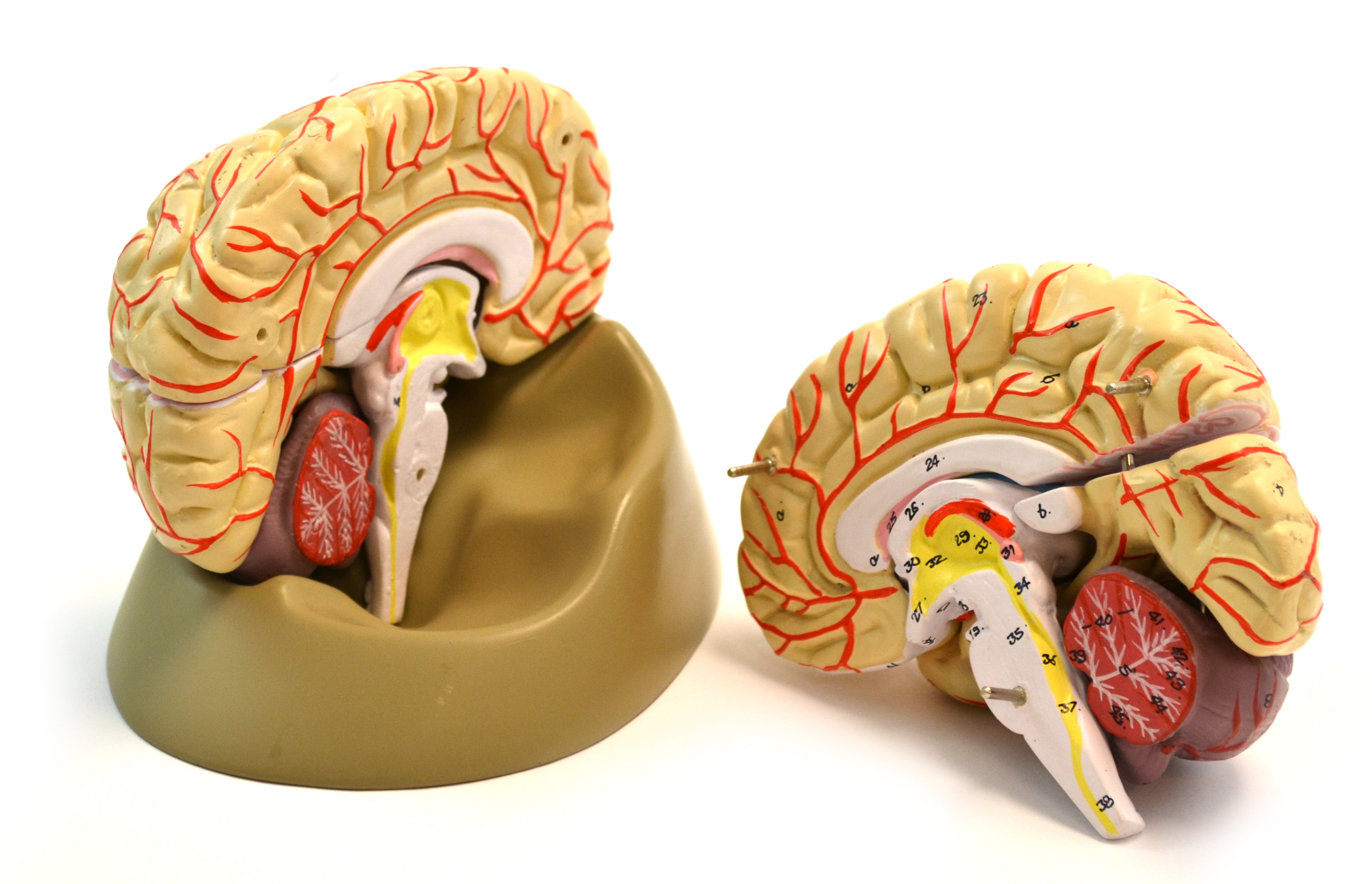 Eisco Labs Life size Human Brain Model with Arteries - 8 parts with ...