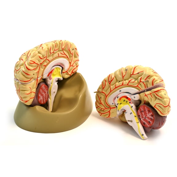 Eisco Labs Life size Human Brain Model with Arteries - 8 parts with Stand