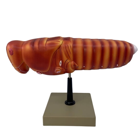Eisco Labs - Locust Dissection Model - Enlarged Insect Anatomy ...