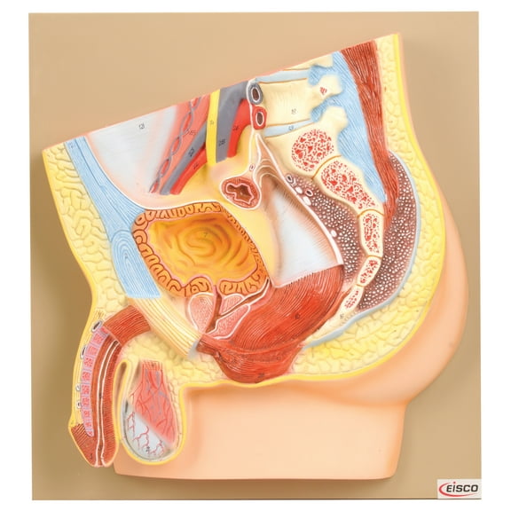 Eisco Labs Male Pelvis Model, Hand Painted