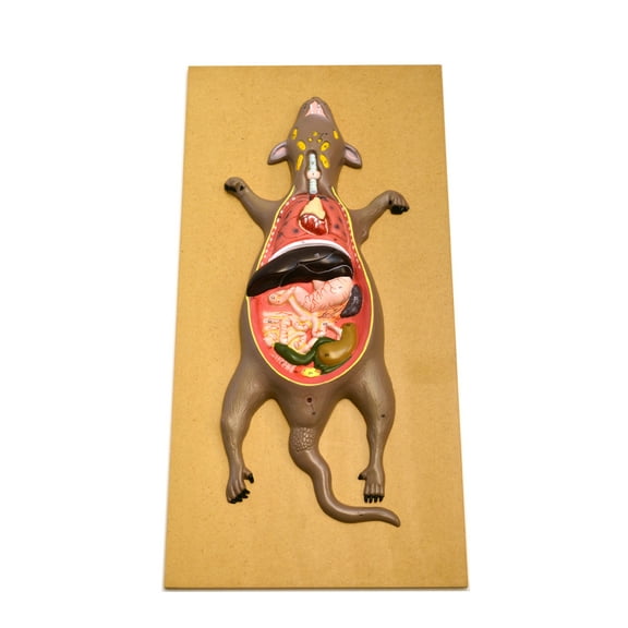 Eisco Labs Male Rat / Mouse Dissection Anatomical Model 24" x 12 Base