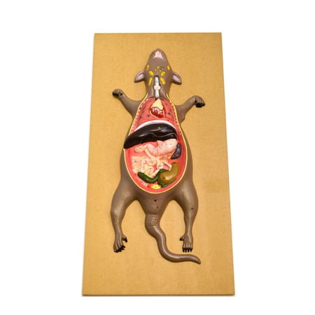 Eisco Labs Male Rat / Mouse Dissection Anatomical Model 24" x 12 Base