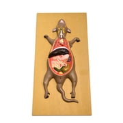 Eisco Labs Male Rat / Mouse Dissection Anatomical Model 24 x 12 Base