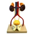 thumbnail image 1 of Eisco Labs Male Urinary System Model, Life Size, Free Standing, 15 Inches Tall, 1 of 5