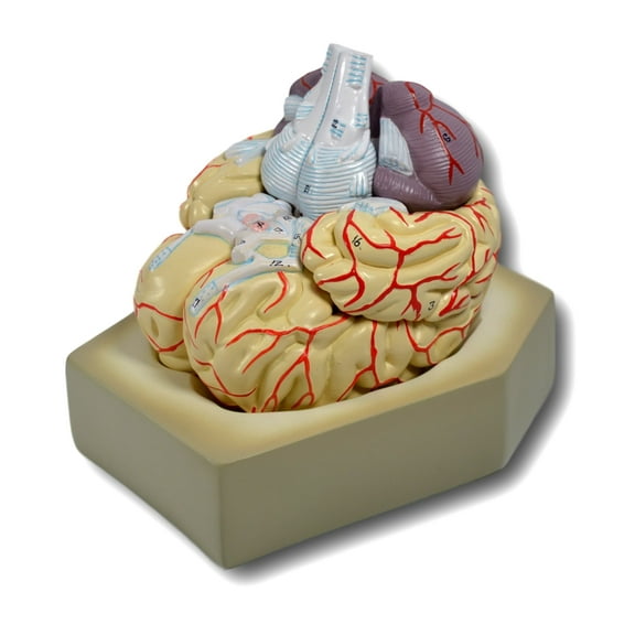 Eisco Labs Model Human Brain - 8 Parts