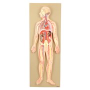 Eisco Labs Model, Human Circulatory System, Half-Size