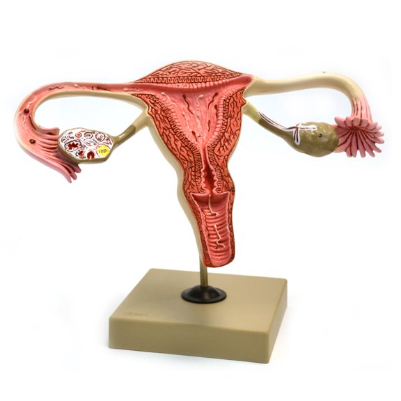 Eisco Labs Model, Human, Female Reproductive, Ovary