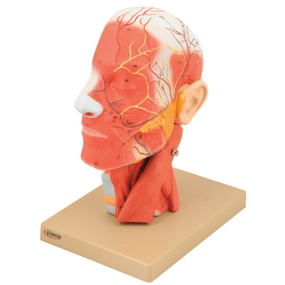 Eisco Labs Model, Human Head, Cross sectional, Neck, Life Size, Cranium