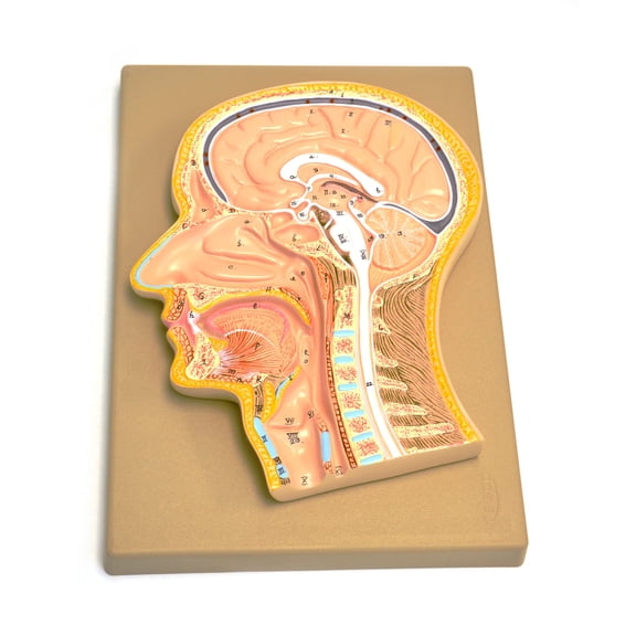 Eisco Labs Model, Human, Head, Fontal Section, Median Section