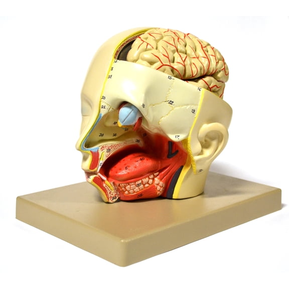 Eisco Labs Model, Human, Introductary Head Dissection, removable half brain