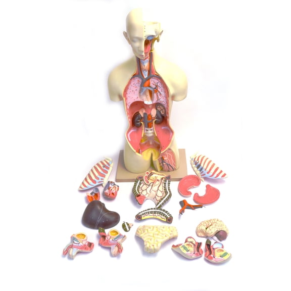 Eisco Labs Model, Human, Open Back Toroso, Dual Sex, 27 Parts