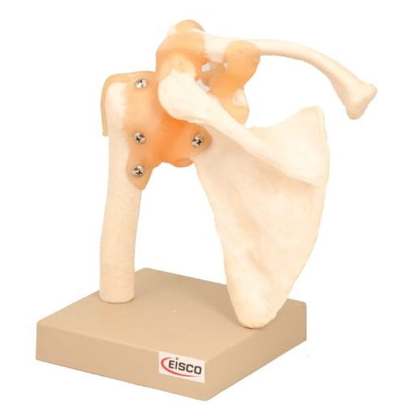 Eisco Labs Model, Human, Shoulder Joint