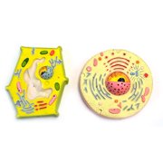Eisco Labs Model Plant and Animal Cell Comparison