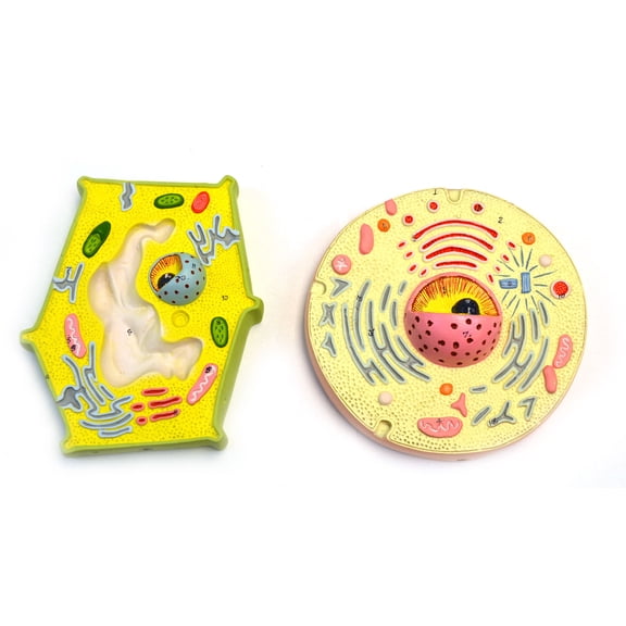 Eisco Labs Model Plant and Animal Cell Comparison