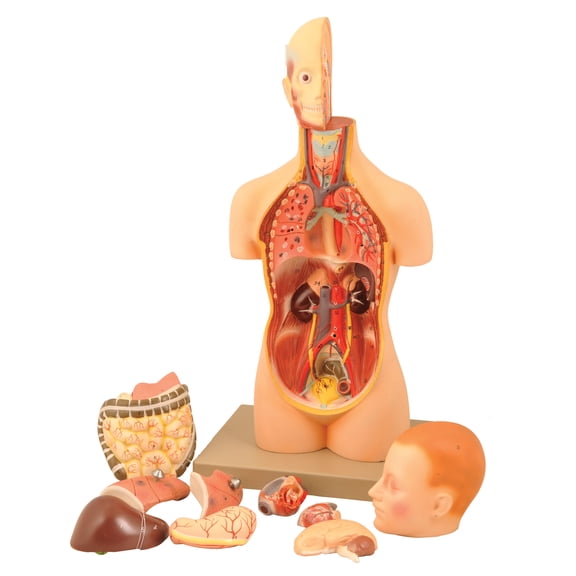Eisco Labs Model Torso half size with dissectable Head - 11 Parts