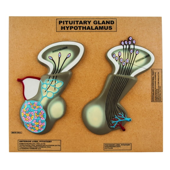 Eisco Labs Model of Pituitary Gland and Hypothalamus; Greatly Enlarged: