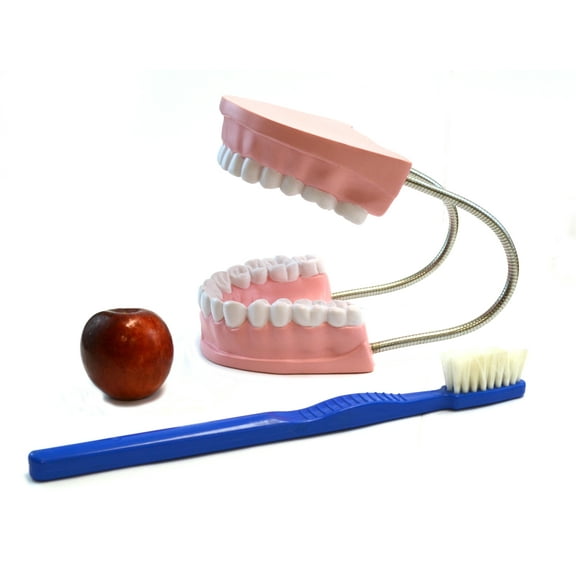 Eisco Labs Oversized Dental Care Model with 14.5" Tooth Brush