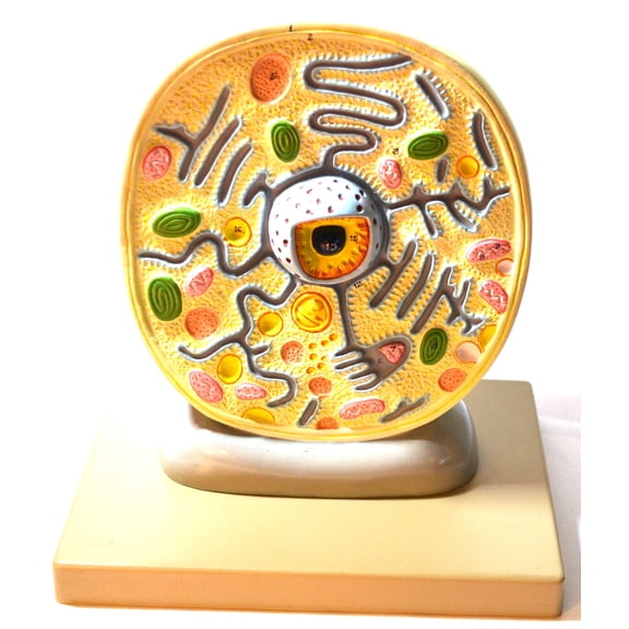 Eisco Labs Plant Cell Model; Attached to Base; Cell Diameter 8"; Cell Height 10"; Electron Microscope Structure