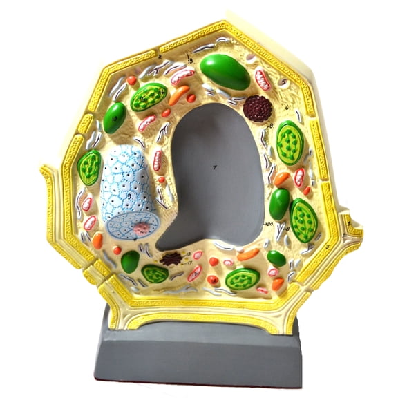 Eisco Labs Plant Cell Model; Free Standing; Height 10.5"; Width 8.5"; Greatly Magnified
