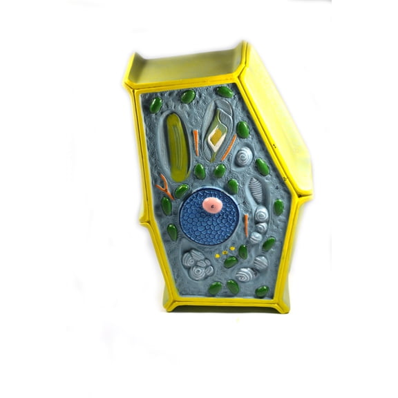 Eisco Labs Plant Cell Model; free standing 50 million times enlarged; 10" X 6.5" X 4"