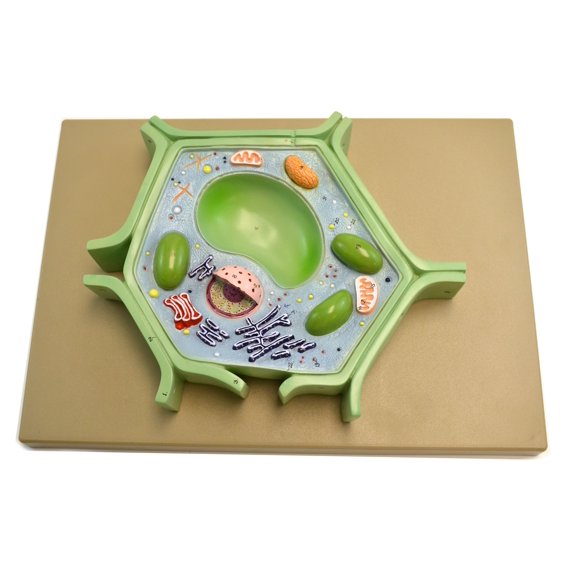 Eisco Labs Plant Cell Model on base; 11.5" X 10" X 2"