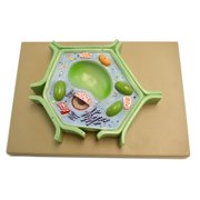 Eisco Labs Plant Cell Model on base; 11.5" X 10" X 2"