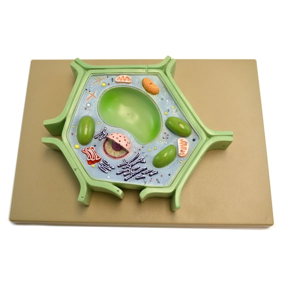 Eisco Labs Plant Cell Model on base; 11.5" X 10" X 2"