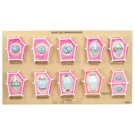 Eisco Labs Plant Mitosis Model, Set of 10