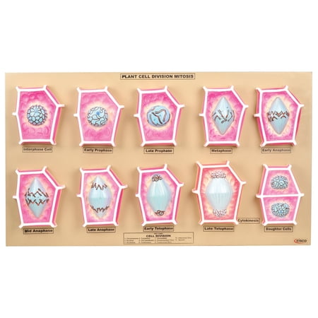 Eisco Labs Plant Mitosis Model, Set of 10