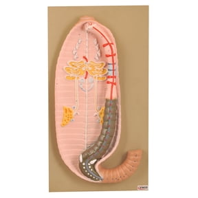Eisco Labs Premium Earthworm Dissection Model; Very Large Size - Earthworm 19" long and 7" wide