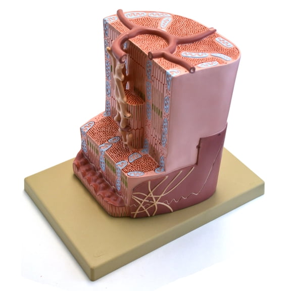 Eisco Labs Premium Human Cardiac (Heart) Muscle Model with Ultra Detailed Structures, Greatly Magnified, Approx 12"x10"x9"