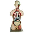 thumbnail image 1 of Eisco Labs Sexless Torso Model, Life Size, 13 Parts, 1 of 1