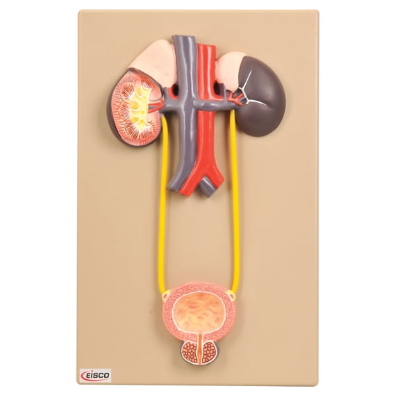 Eisco Labs Urinary Organs - Kidney with Bladder Model, 15" x 9" Approx.