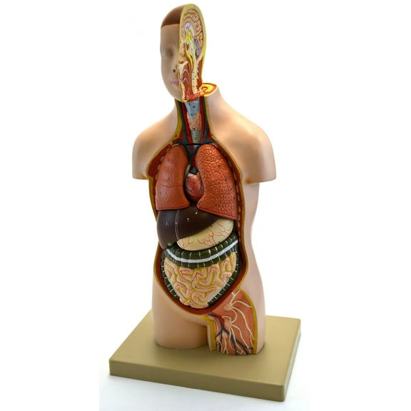 Eisco Labs Youth Torso Anatomical Model with Head, 9 parts, Half-Size, Approx. 18" Height