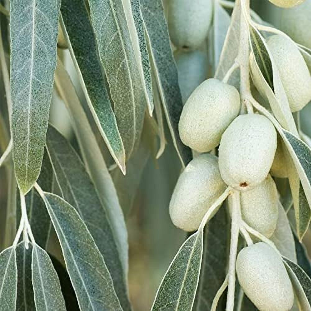 Elaeagnus Angustifolia (Russian Olive) Tree Seed By Myseeds.Co, You