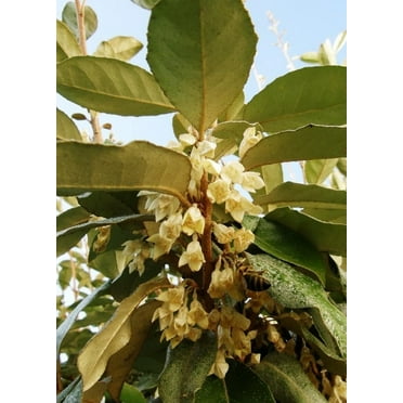 Elaeagnus Ebbingei  1 Extra Large 3 Gallon Plant  Elaeagnus x ebbingei  Lustrous Foliage  Fast-Growing Hedge