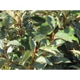 thumbnail image 1 of Elaeagnus Pungens I 1 Large Gallon Size Plant I Thorny Olive I Hardy Evergreen Shrub with Fragrant Blooms, Perfect for Hedges, Screening & Ornamental Garden Display, 1 of 6