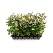 Elaeagnus Pungens I 10 Live Plants I Thorny Olive I Hardy Evergreen Shrub with Fragrant Blooms, Perfect for Hedges, Screening & Ornamental Garden Display