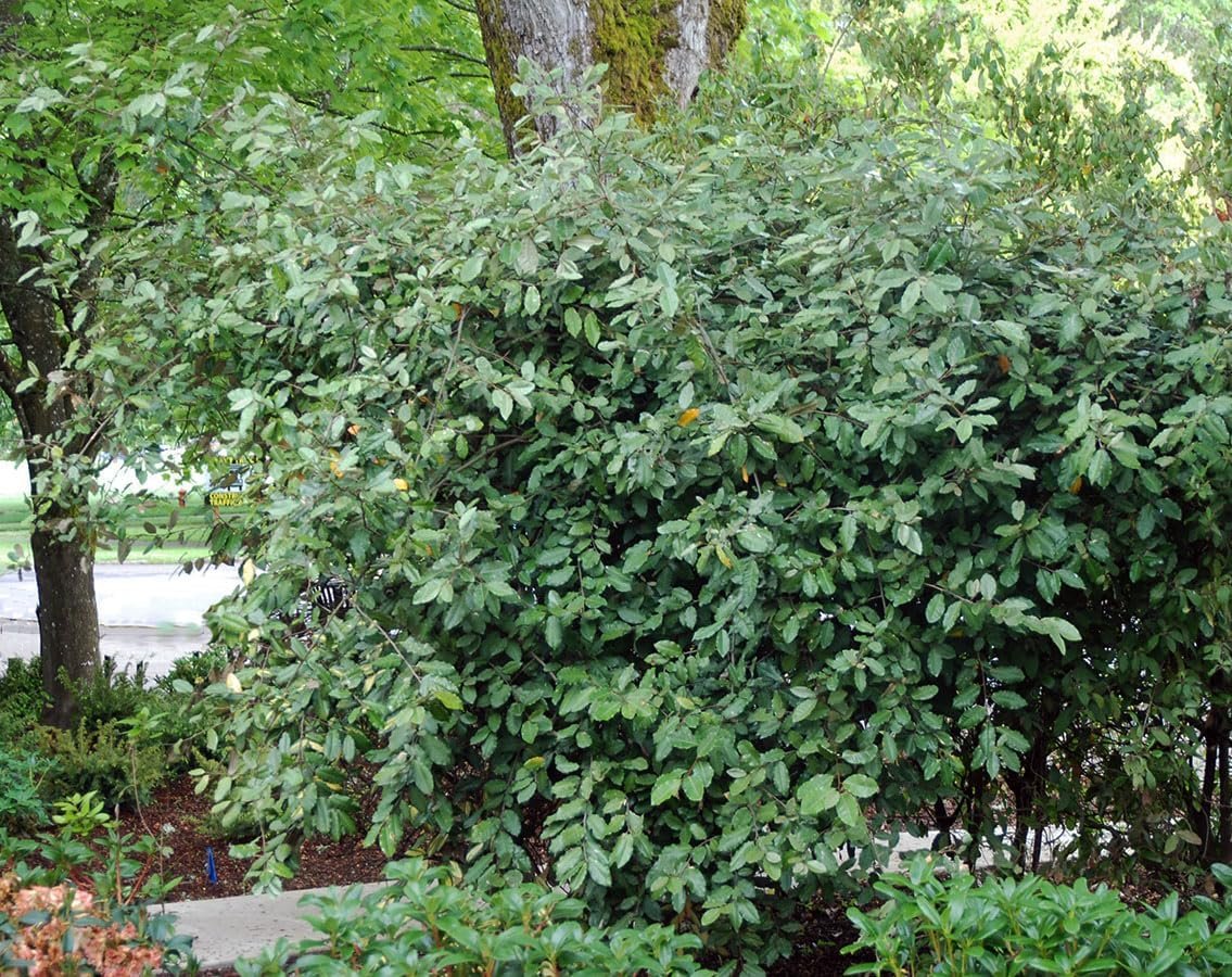 Elaeagnus Pungens I Live Plants I Thorny Olive I Hardy Evergreen Shrub