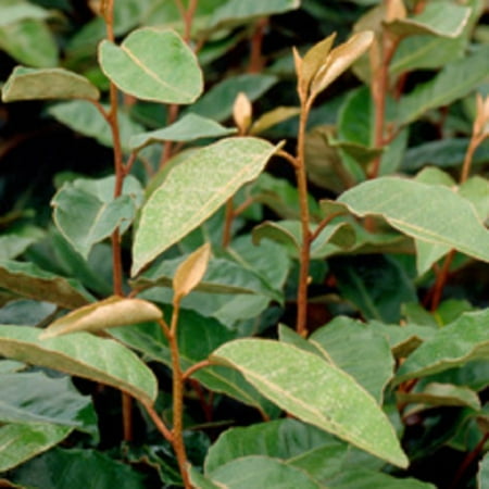 Expert Gardener Elaeagnus X Ebbingei - Ebbing's Silverberry (2.5 Gallon) Produces Remarkably Fragrant White Flowers in Fall