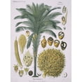 thumbnail image 1 of Elaeis Guineensis Jacq. African Oil Palm Poster Print By Mary Evans Natural History Museum, 1 of 4