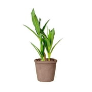 Elainilye Lucky Bamboo, Artificial Green Plants, Simulation Potted, For Home Office Hotel Lobby Decor, 11.8In