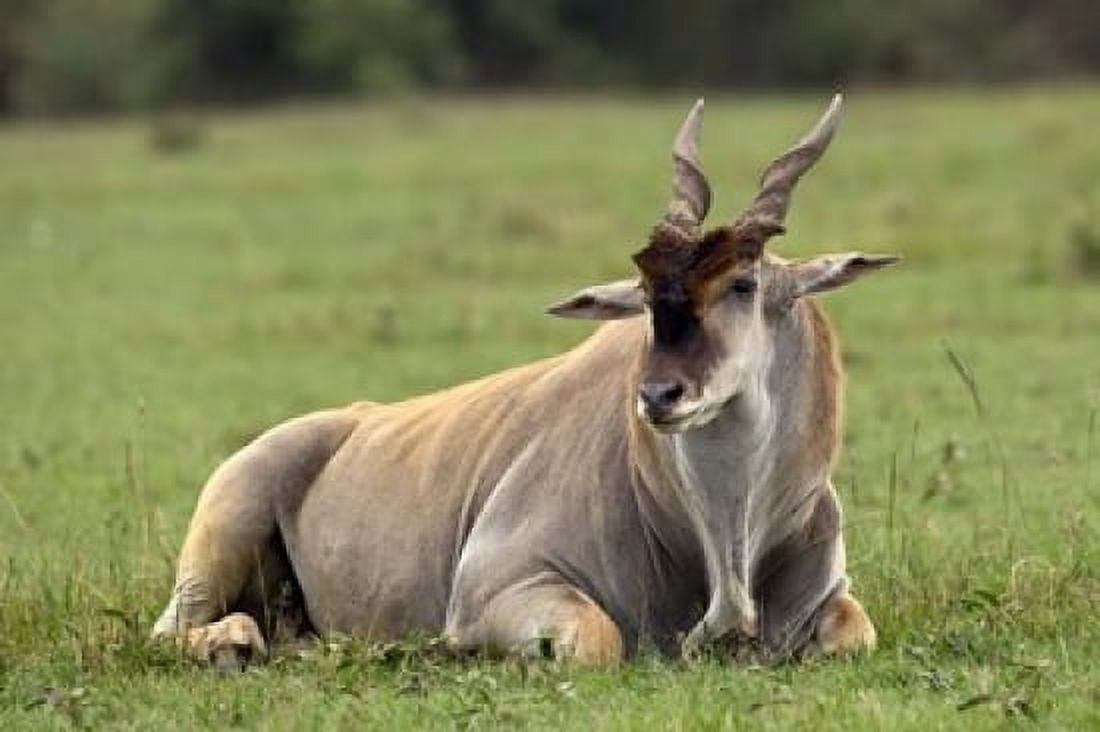 Eland (Taurotragus oryx) Kenyas largest antelope Canvas Art - Adam Jones DanitaDelimont (24 x 15)
