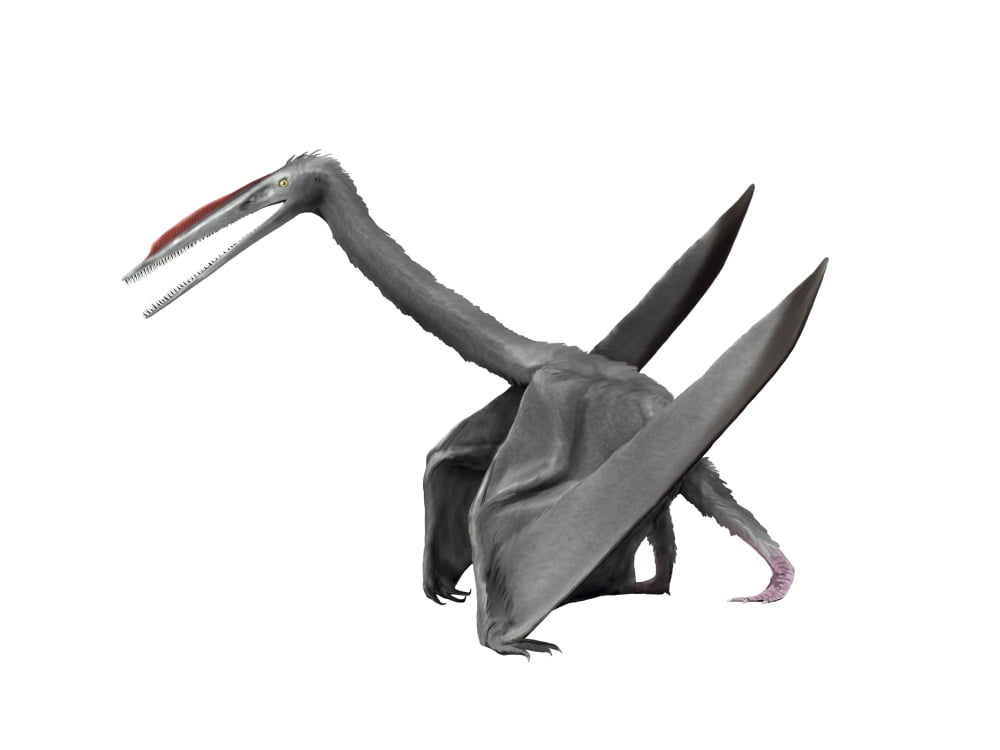 Elanodactylus prolatus Early Cretaceous of China Canvas Art - Nobumichi TamuraStocktrek Images (17 x 13)