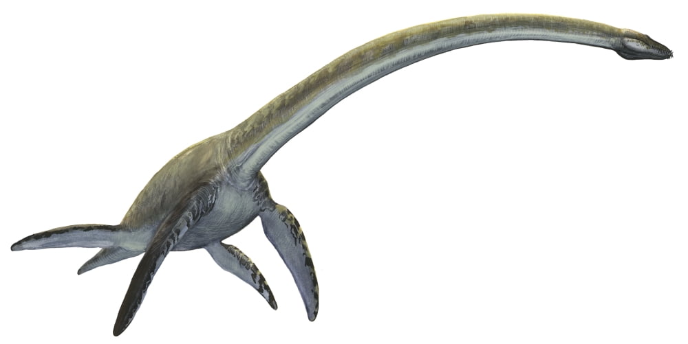 Elasmosaurus platyurus a prehistoric dinosaur Canvas Art - Sergey KrasovskiyStocktrek Images (20 x 10)